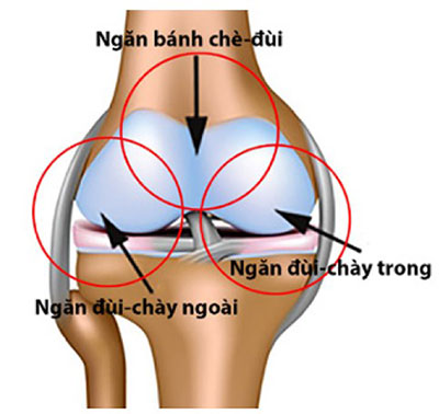 cấu tạo các ngăn của khớp gối